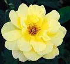 Photo of Rose (Rosa 'Mrs. Pierre S. duPont') uploaded by Calif_Sue