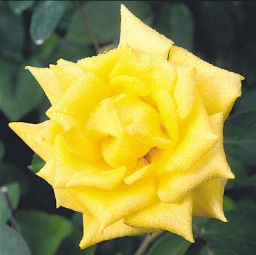 Photo of Rose (Rosa 'Nacogdoches') uploaded by Calif_Sue