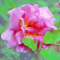 
Date: 2009-11-05
Photo courtesy Antique Rose Emporium. Used with permission.