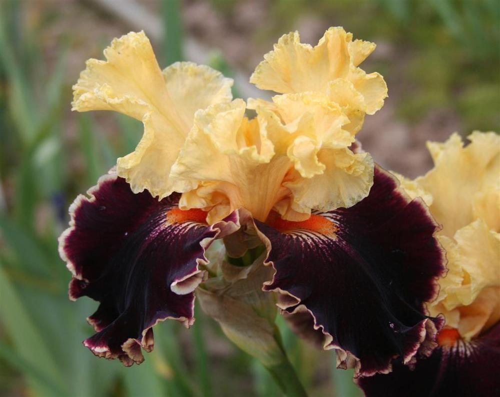 Photo of Tall Bearded Iris (Iris 'Spectacle') uploaded by KentPfeiffer