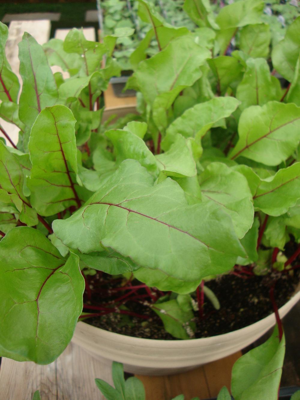 Photo of Beets (Beta) uploaded by Paul2032