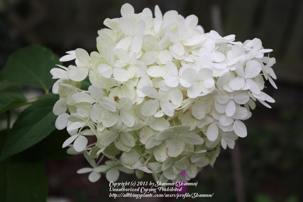 Photo of Panicle Hydrangea (Hydrangea paniculata Limelight™) uploaded by Shannon