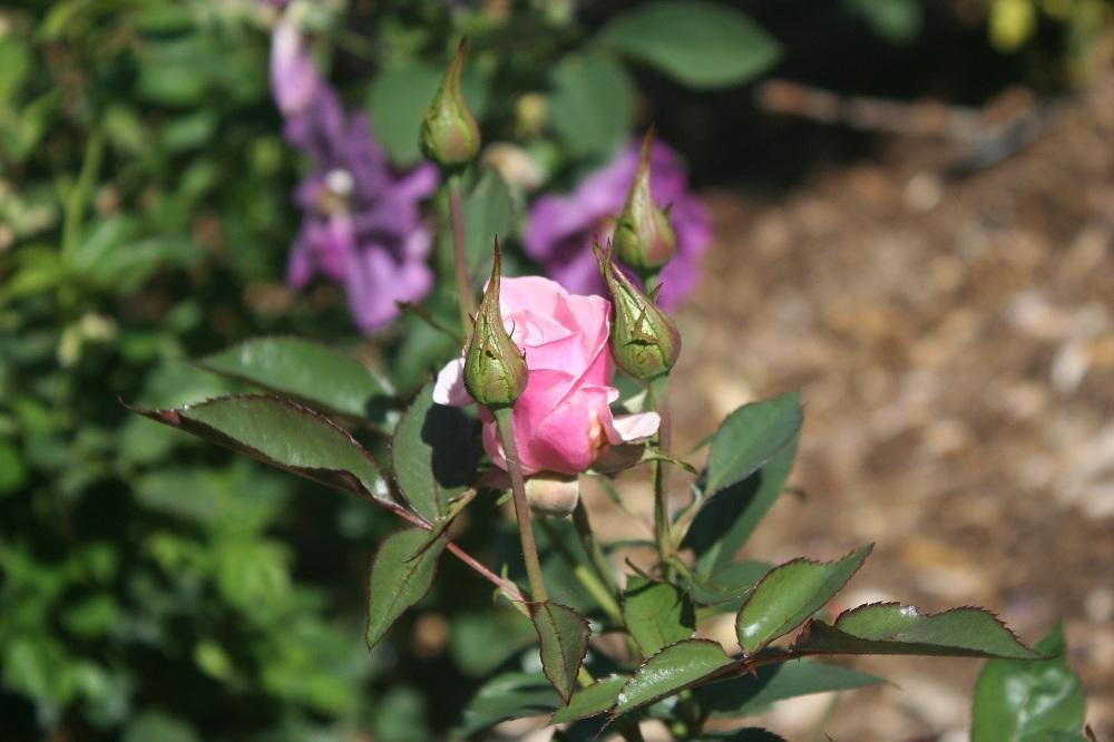 Photo of Rose (Rosa 'Queen Elizabeth') uploaded by Skiekitty