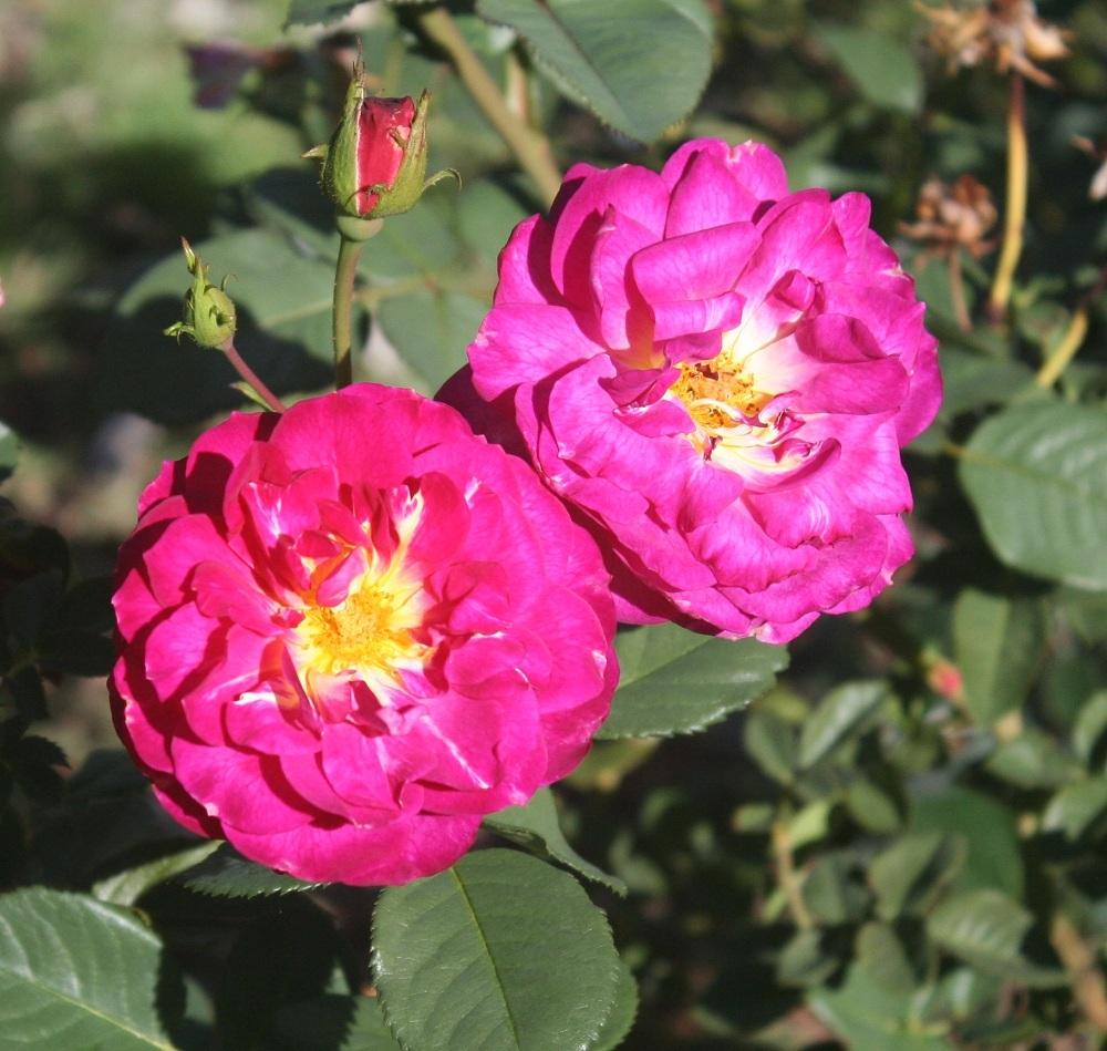 Photo of Rose (Rosa 'Wild Blue Yonder') uploaded by Skiekitty