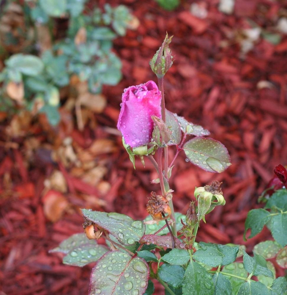 Photo of Rose (Rosa 'Royal Amethyst') uploaded by Skiekitty