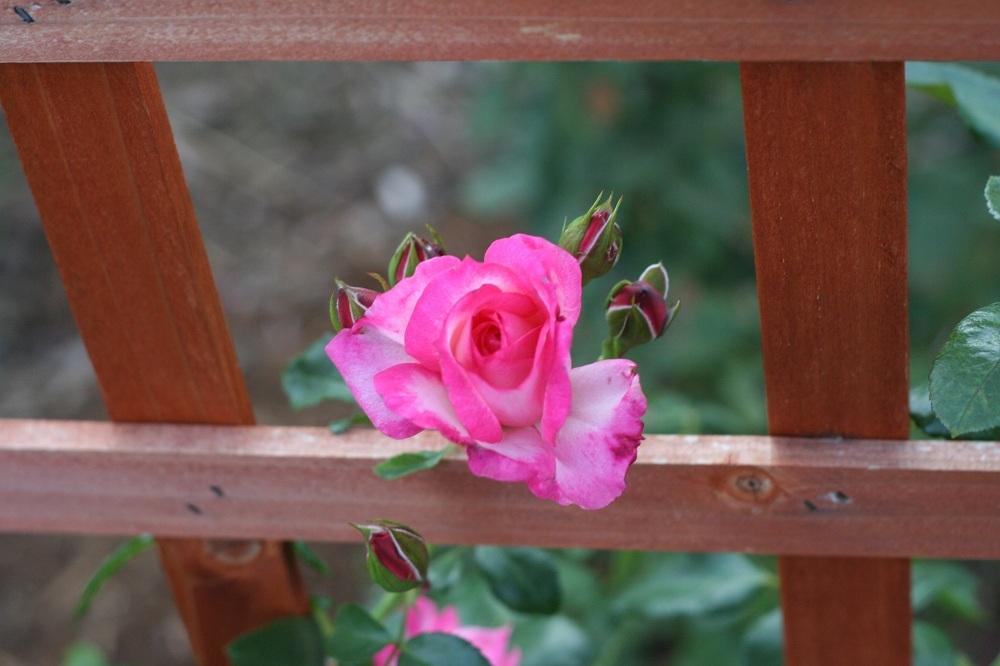 Photo of Rose (Rosa 'Harlekin') uploaded by Skiekitty