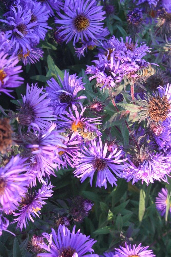 Photo of New England Aster (Symphyotrichum novae-angliae 'Purple Dome') uploaded by Skiekitty