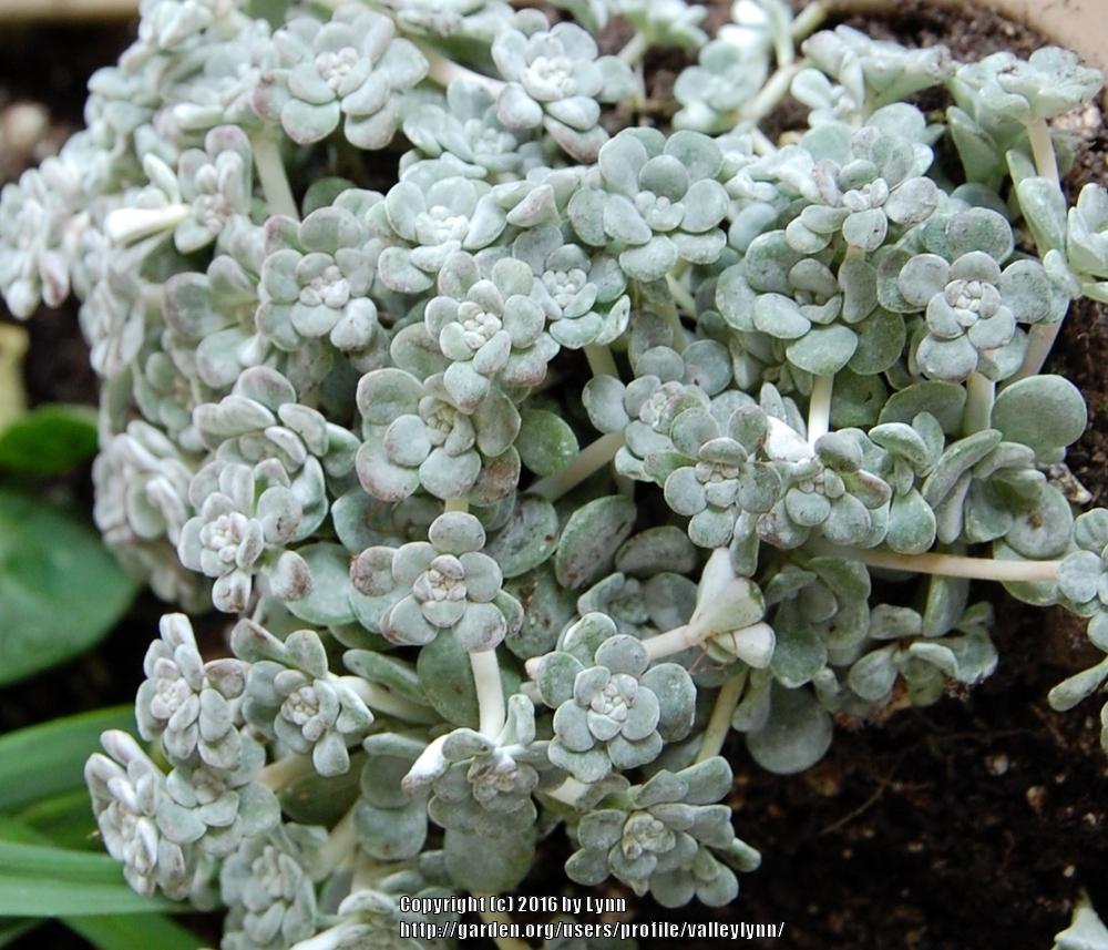 Photo of Stonecrop (Sedum spathulifolium subsp. pruinosum 'Cape Blanco') uploaded by valleylynn