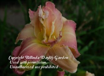 Photo of Daylily (Hemerocallis 'Polynesian Orchid') uploaded by vic