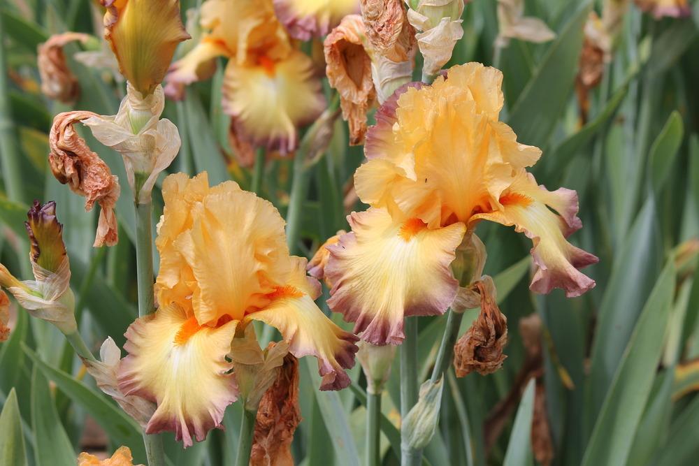Photo of Tall Bearded Iris (Iris 'Glimmer of Hope') uploaded by ARUBA1334