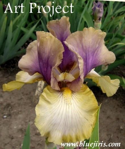 Photo of Tall Bearded Iris (Iris 'Art Project') uploaded by Calif_Sue