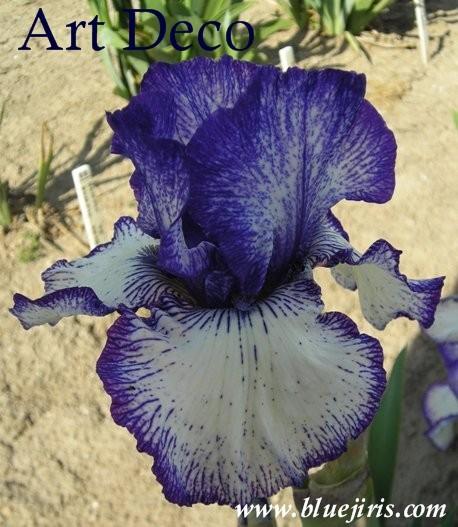 Photo of Tall Bearded Iris (Iris 'Art Deco') uploaded by Calif_Sue