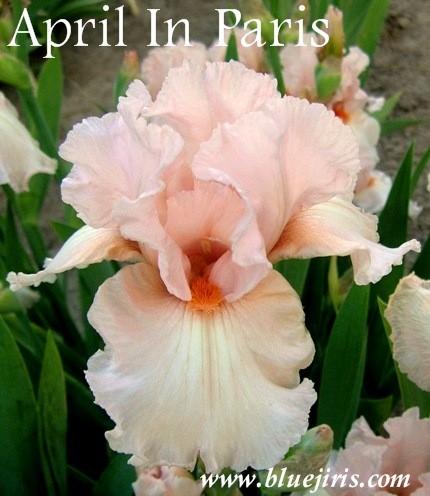 Photo of Tall Bearded Iris (Iris 'April in Paris') uploaded by Calif_Sue