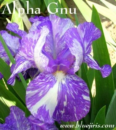 Photo of Species X Iris (Iris 'Alpha Gnu') uploaded by Calif_Sue