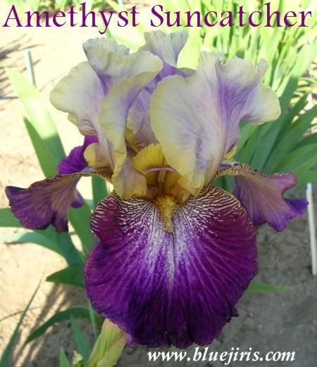 Photo of Tall Bearded Iris (Iris 'Amethyst Suncatcher') uploaded by Calif_Sue