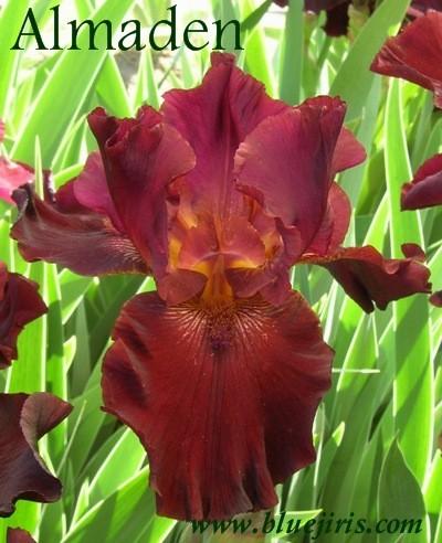 Photo of Tall Bearded Iris (Iris 'Almaden') uploaded by Calif_Sue
