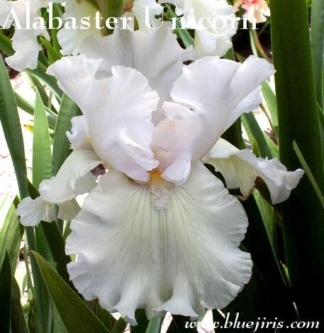 Photo of Tall Bearded Iris (Iris 'Alabaster Unicorn') uploaded by Calif_Sue
