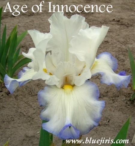 Photo of Tall Bearded Iris (Iris 'Age of Innocence') uploaded by Calif_Sue