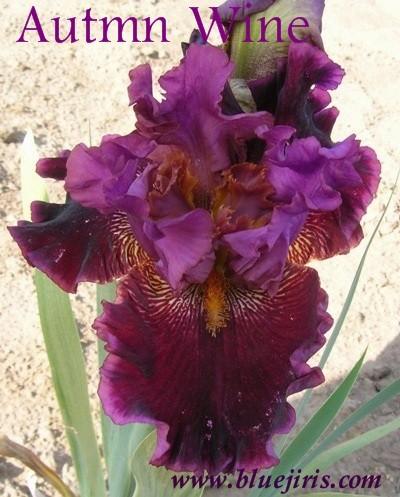 Photo of Border Bearded Iris (Iris 'Autumn Wine') uploaded by Calif_Sue