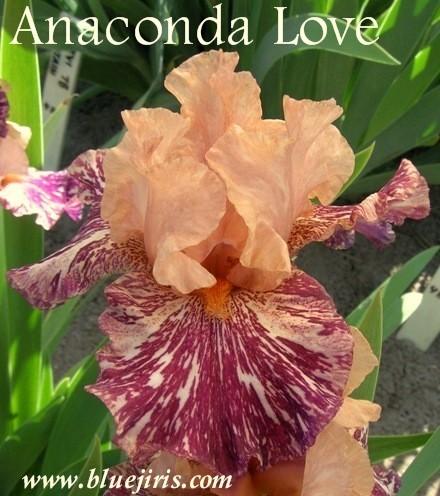 Photo of Border Bearded Iris (Iris 'Anaconda Love') uploaded by Calif_Sue