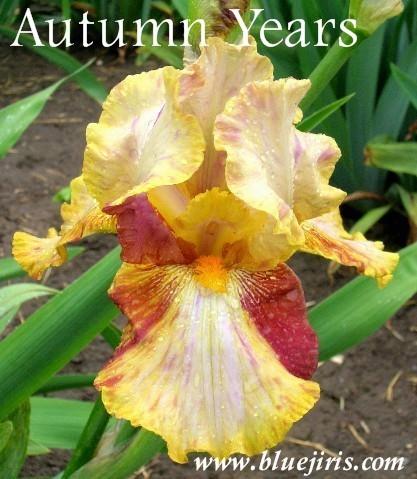 Photo of Tall Bearded Iris (Iris 'Autumn Years') uploaded by Calif_Sue