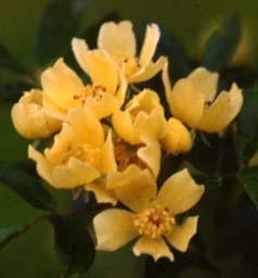 Photo of Rose (Rosa banksiae f. lutescens) uploaded by Calif_Sue