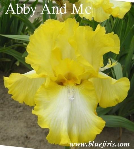 Photo of Tall Bearded Iris (Iris 'Abby and Me') uploaded by Calif_Sue