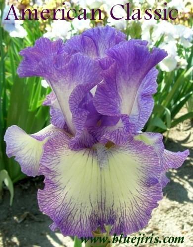 Photo of Tall Bearded Iris (Iris 'American Classic') uploaded by Calif_Sue