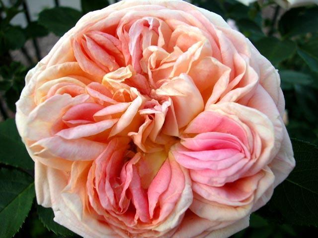 Photo of Rose (Rosa 'Alchymist') uploaded by Cottage_Rose