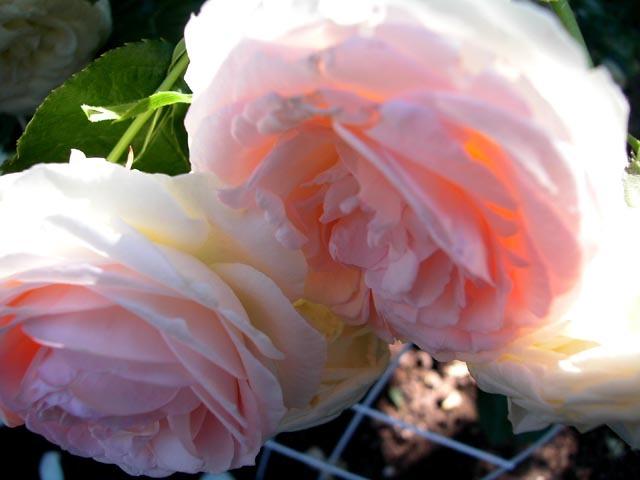 Photo of Rose (Rosa 'Pierre de Ronsard') uploaded by Cottage_Rose