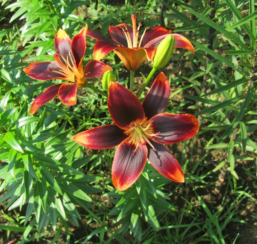 Photo of Lily (Lilium 'Starlette') uploaded by MAINIAC