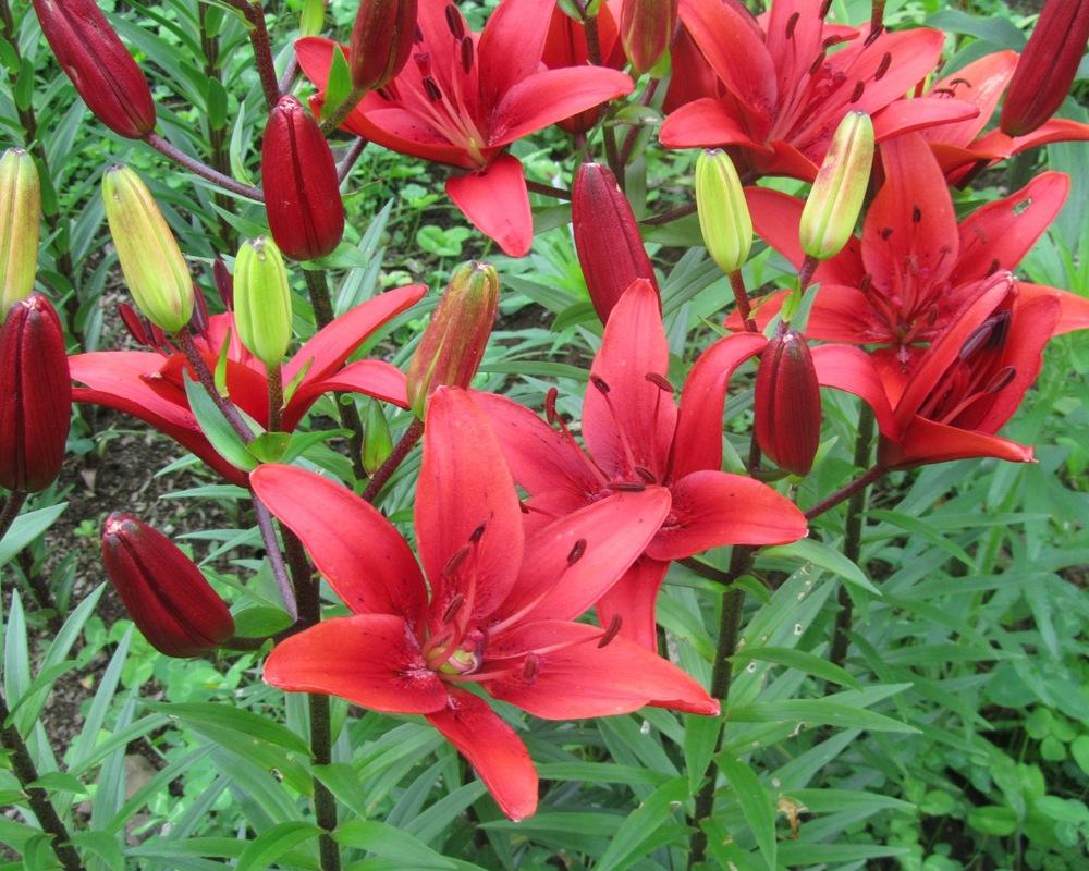 Photo of Lily (Lilium 'Claire') uploaded by MAINIAC