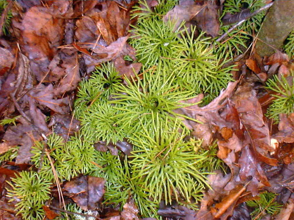 Photo of Fan Clubmoss (Diphasiastrum digitatum) uploaded by vic