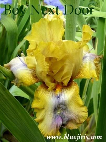 Photo of Tall Bearded Iris (Iris 'Boy Next Door') uploaded by Calif_Sue
