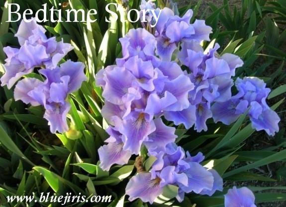 Photo of Intermediate Bearded Iris (Iris 'Bedtime Story') uploaded by Calif_Sue