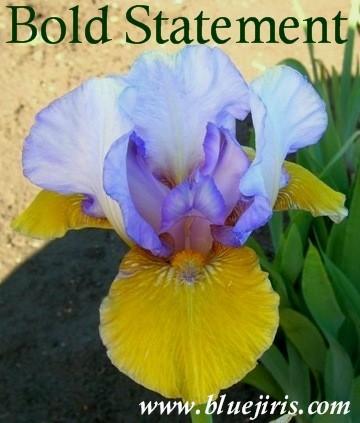 Photo of Intermediate Bearded Iris (Iris 'Bold Statement') uploaded by Calif_Sue