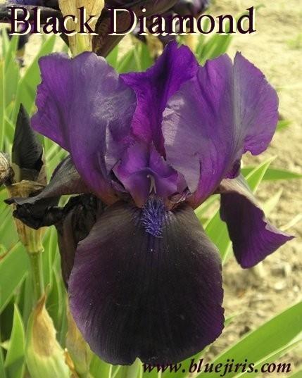 Photo of Tall Bearded Iris (Iris 'Black Diamond') uploaded by Calif_Sue