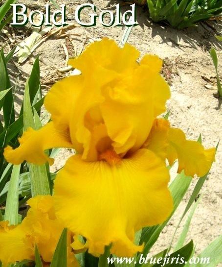 Photo of Tall Bearded Iris (Iris 'Bold Gold') uploaded by Calif_Sue
