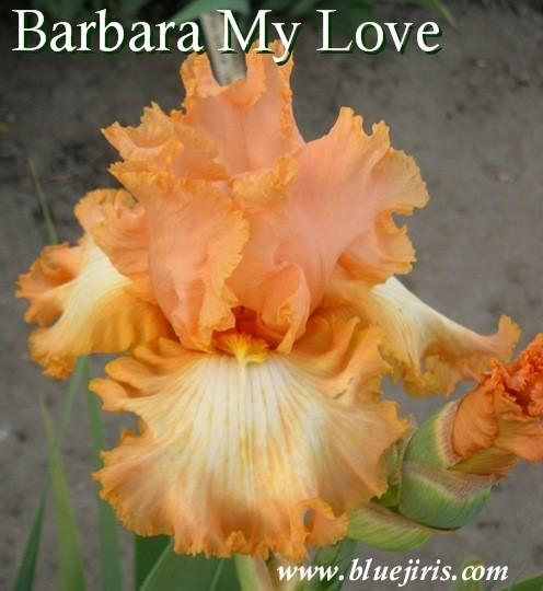 Photo of Tall Bearded Iris (Iris 'Barbara My Love') uploaded by Calif_Sue