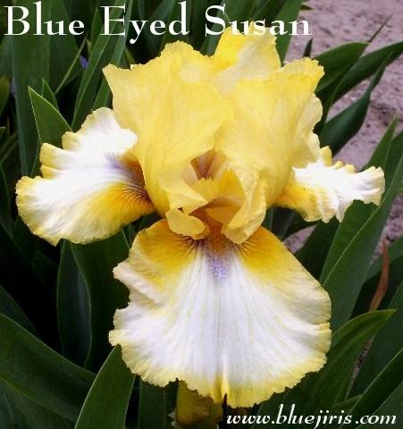 Photo of Tall Bearded Iris (Iris 'Blue-Eyed Susan') uploaded by Calif_Sue