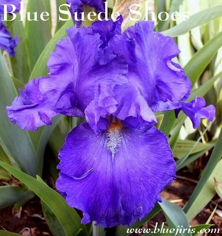 Photo of Tall Bearded Iris (Iris 'Blue Suede Shoes') uploaded by Calif_Sue