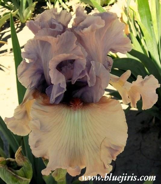 Photo of Tall Bearded Iris (Iris 'Bewitchment') uploaded by Calif_Sue