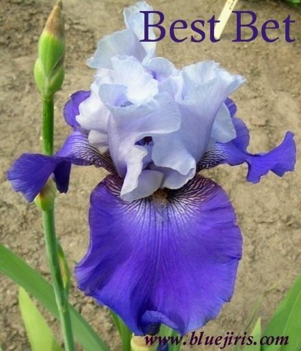 Photo of Tall Bearded Iris (Iris 'Best Bet') uploaded by Calif_Sue