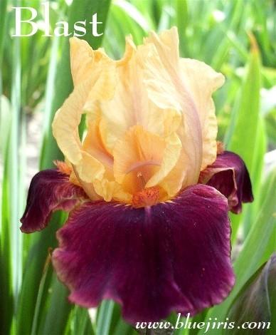 Photo of Intermediate Bearded Iris (Iris 'Blast') uploaded by Calif_Sue