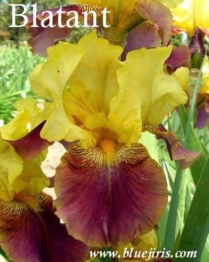 Photo of Tall Bearded Iris (Iris 'Blatant') uploaded by Calif_Sue