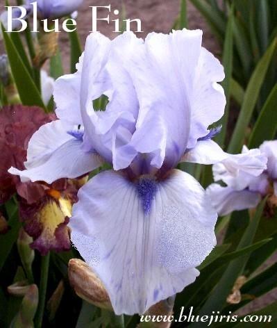 Photo of Tall Bearded Iris (Iris 'Blue Fin') uploaded by Calif_Sue