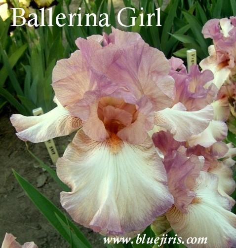 Photo of Tall Bearded Iris (Iris 'Ballerina Girl') uploaded by Calif_Sue