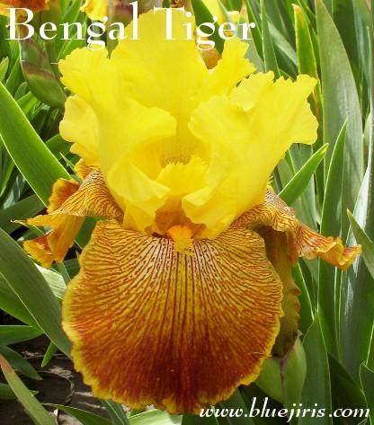 Photo of Tall Bearded Iris (Iris 'Bengal Tiger') uploaded by Calif_Sue