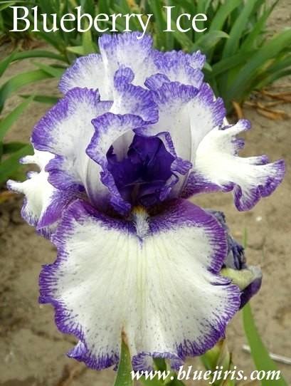 Photo of Tall Bearded Iris (Iris 'Blueberry Ice') uploaded by Calif_Sue