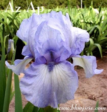 Photo of Intermediate Bearded Iris (Iris 'Az Ap') uploaded by Calif_Sue